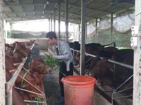 Gương Cựu chiến binh Trần đăng Thiên - Làm kinh tế giỏi từ chăn nuôi bò thương phẩm